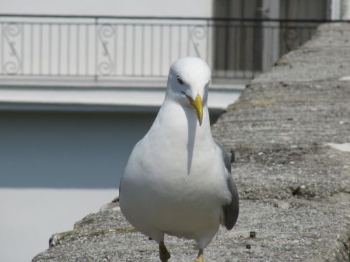 bird water bird close