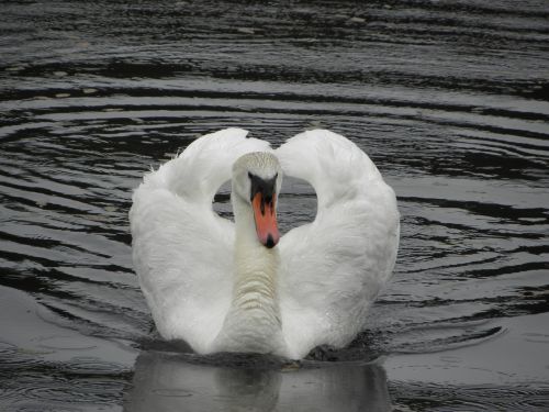 bird swan lake