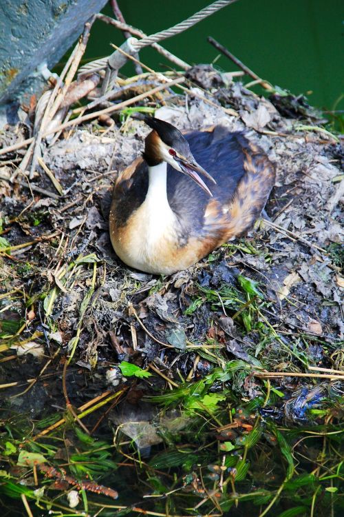 bird nest nature