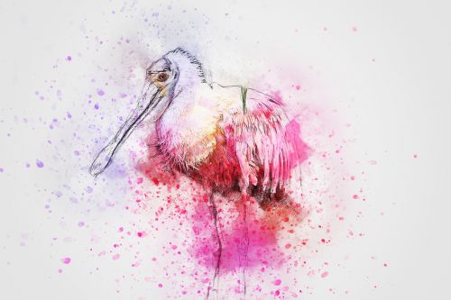 bird pink animal