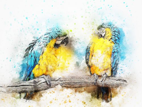 bird parrot color
