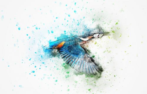 bird kingfisher color