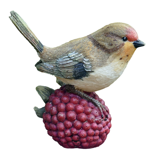 bird raspberry nature