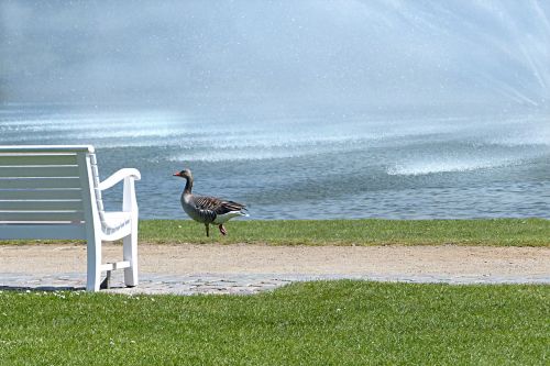 bird goose greylag goose