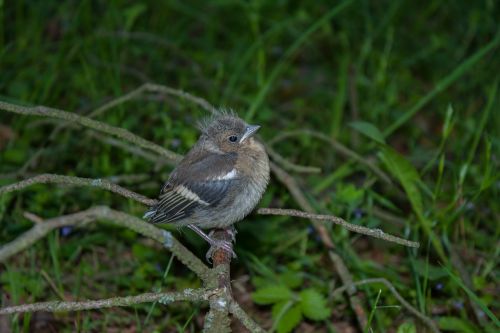 bird chick chaffinch