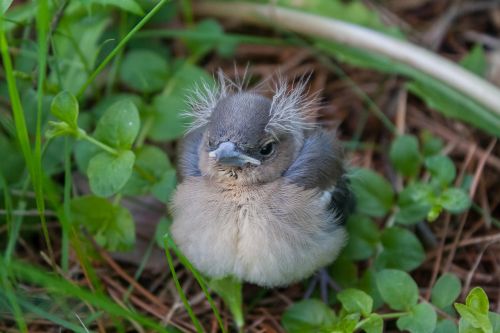 bird chick chaffinch