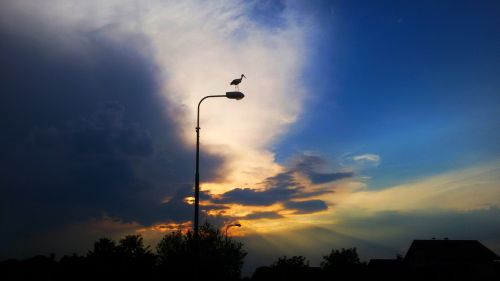 bird cloud's sunset