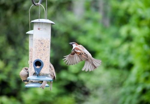 bird sparrow animal
