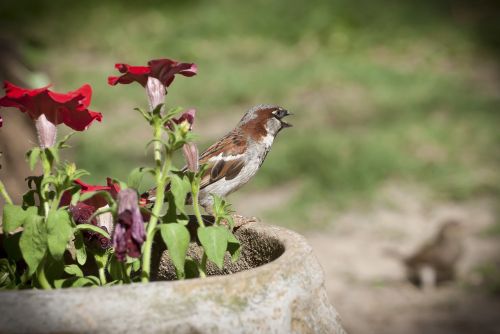 bird nature blur