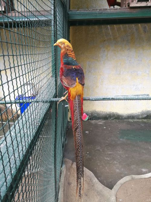 bird animal zoo