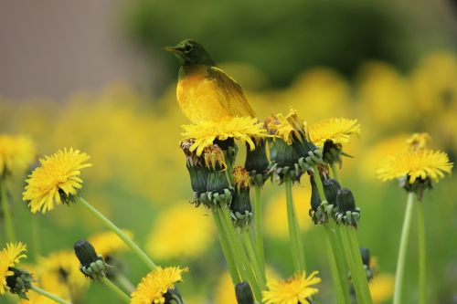 bird grass color