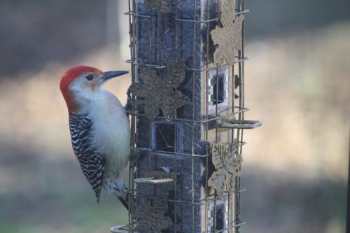bird bird feeder woodpecker