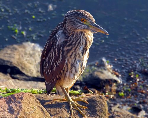 bird night heron heron