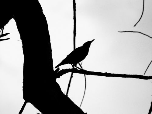 bird art silhouette