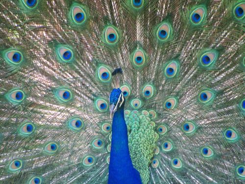 bird peacock colors