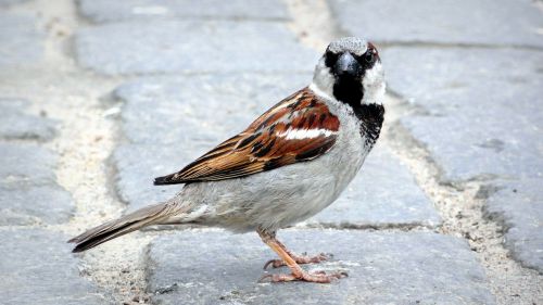bird the sparrow wróbelek