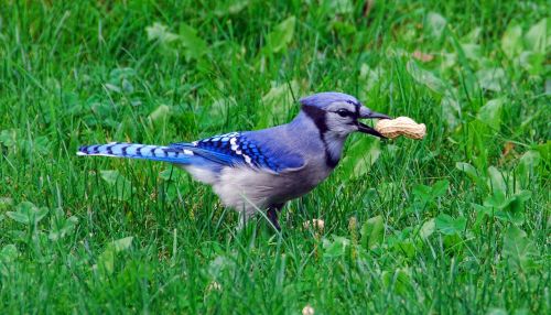 bird bluejay blue