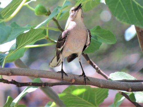 bird green wildlife