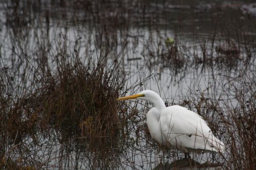 bird water nature