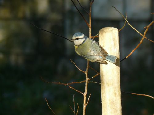 bird blue tit nature