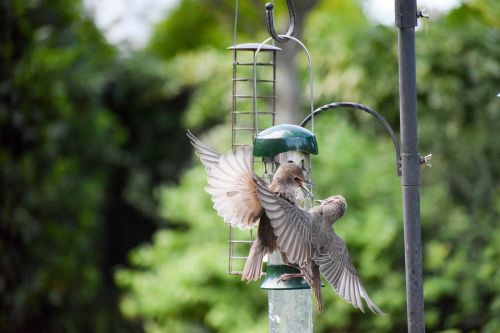 bird birds fight bird feeder