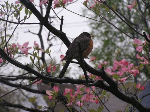 bird robin wildlife