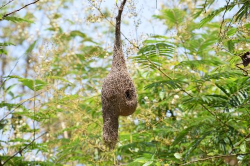 bird nestle nest