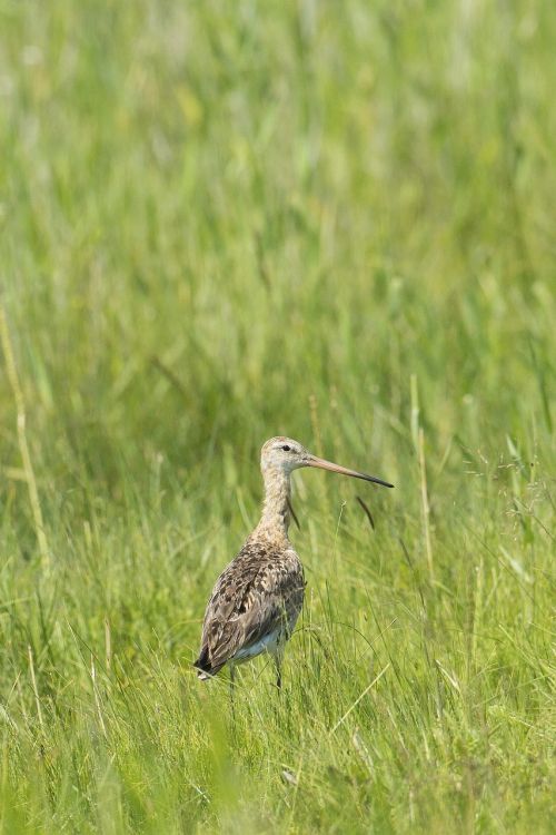 bird off russian energy wetlands