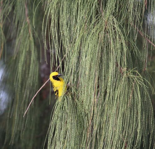 bird yellow yellow bird