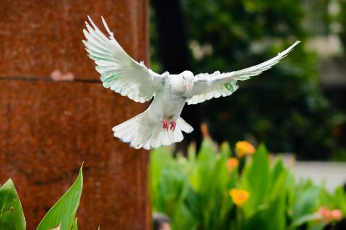 bird nature dove