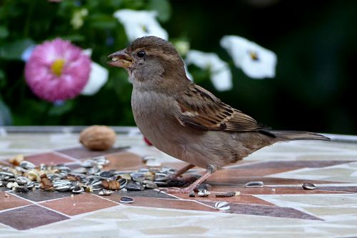 bird sparrow sperling