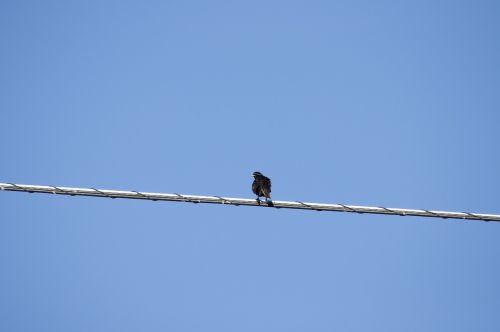 bird wire sitting
