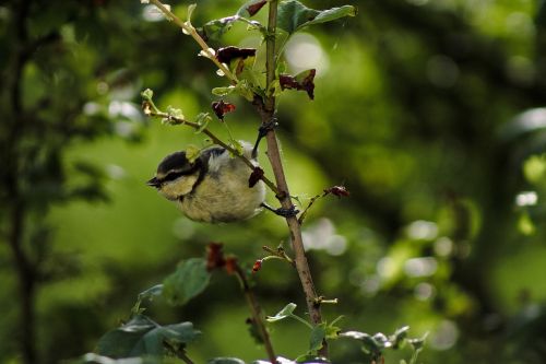 bird tit nature