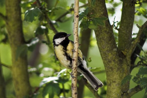 bird tit nature