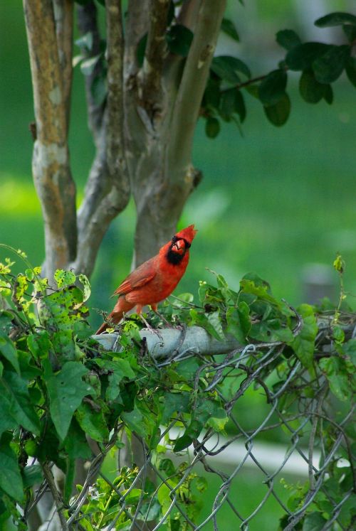 bird cardinal wildlife