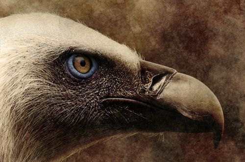 bird vulture art