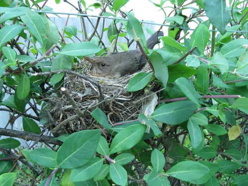 bird nest nesting