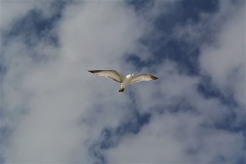 bird sky soaring