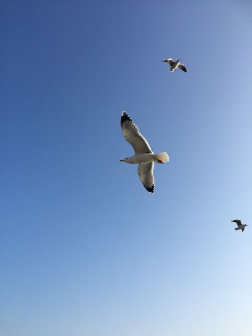 bird istanbul sky