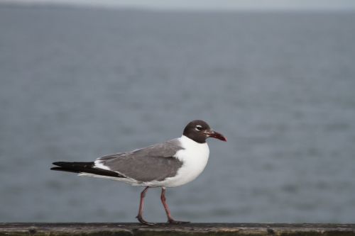 bird nature wild life