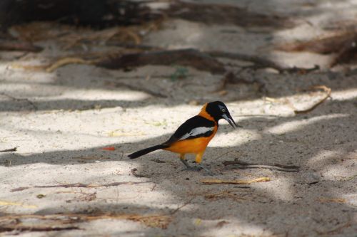 bird fauna sand