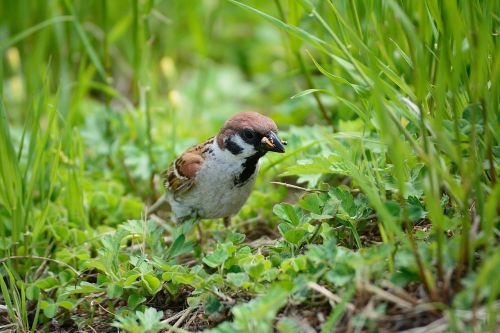 bird nature beak