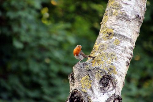 bird robin small