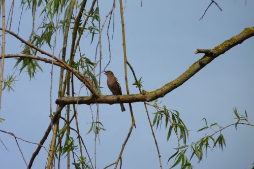 bird nightingale plumage