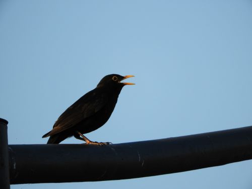 bird city blackbird