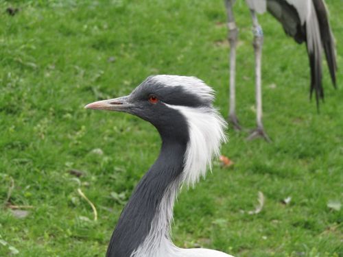 bird head beak