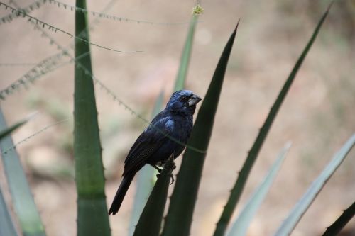 bird exotic bird nature