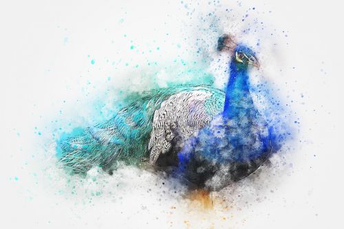 bird peacock feathers
