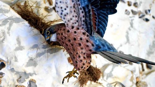 bird hawk beak