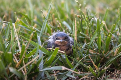 bird baby grass